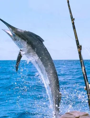 Pesca deportiva - charter de pesca en Roatán